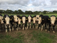 kuehe-leichte-sprache