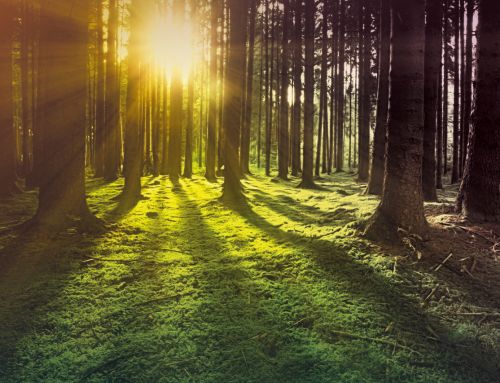 Innerstädtischer Wald bleibt in Sachsen schutzlos – BÜNDNISGRÜNE fordern dringende Reform des Waldgesetzes