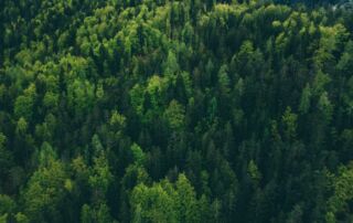 Grüner Wald aus Vogelperspektive fotografiert