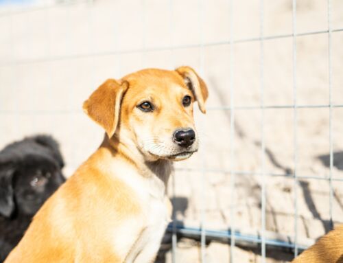 Tierheime und Tierschützer brauchen dringend bessere finanzielle Unterstützung und politische Aufmerksamkeit